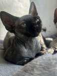 Czarna szylkretka kocica devonrex
