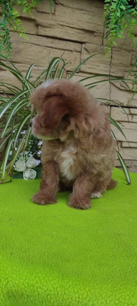 Maltipoo piesek z certyfikatem pochodzenia plus paszport
