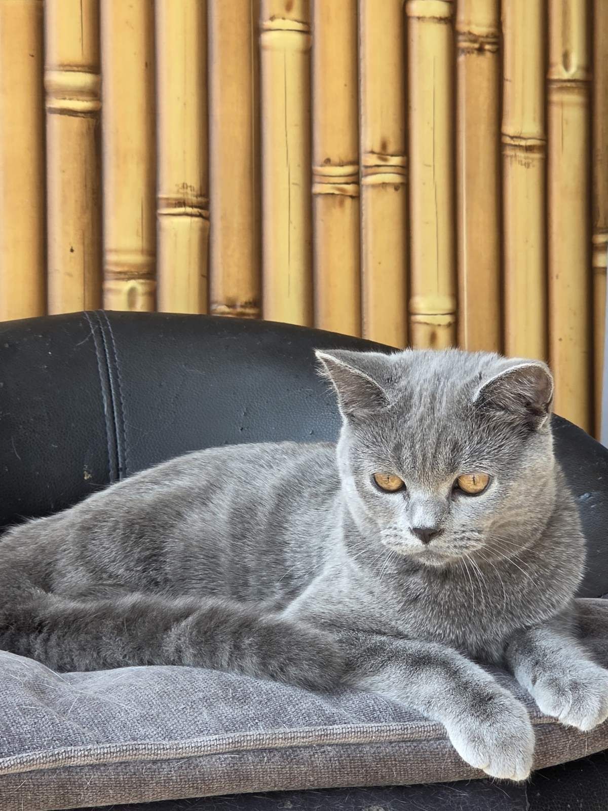 Шотландські кошенята