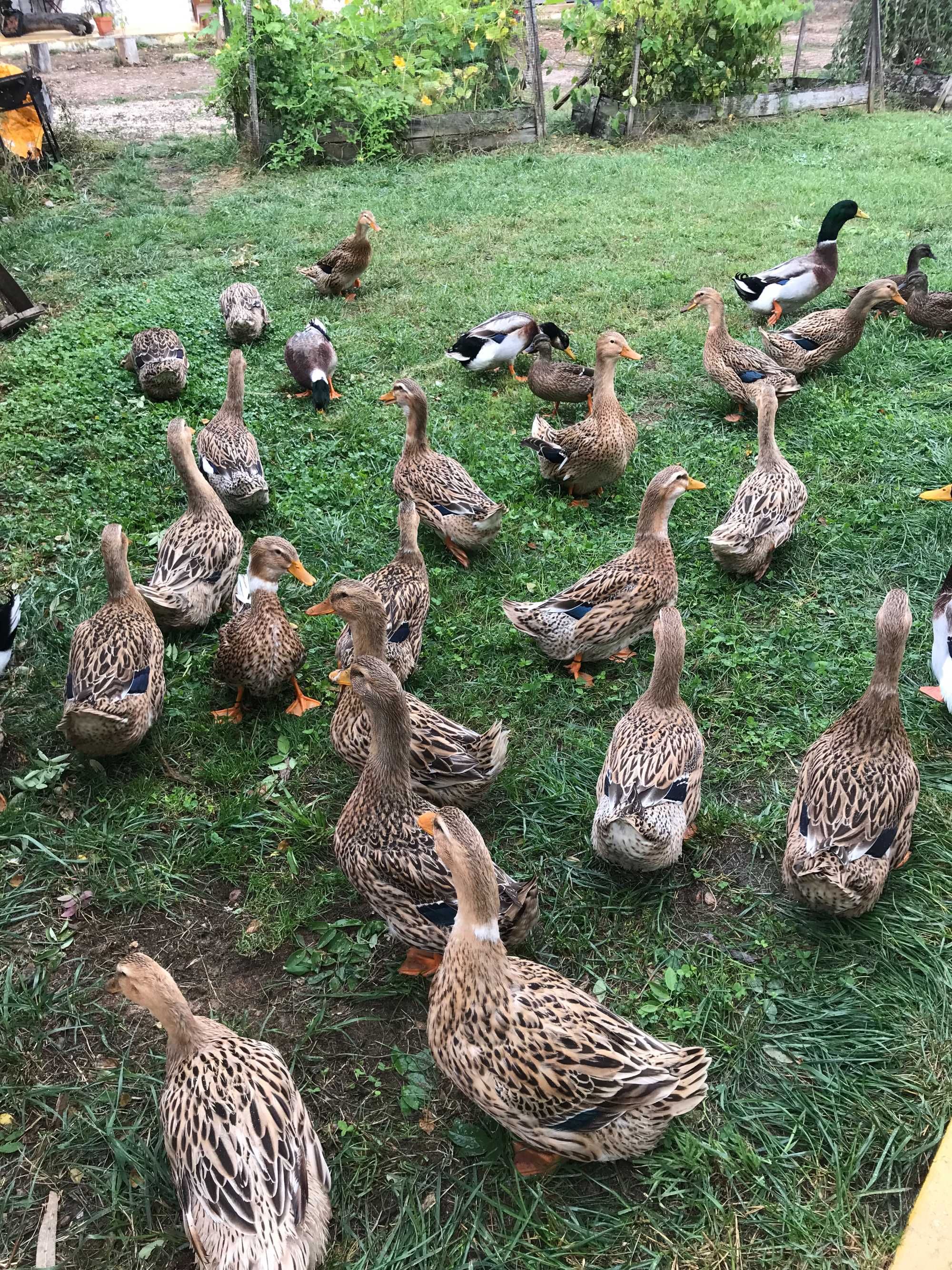 Patos Rouen BIO, ovos fecundados e patos para criar