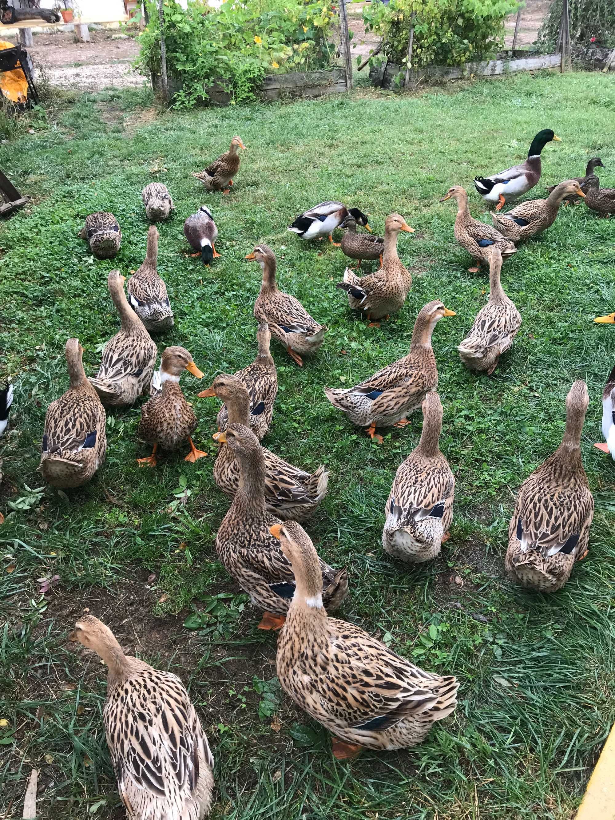 Patos Rouen BIO, para criar, adultos e ovos fecundados