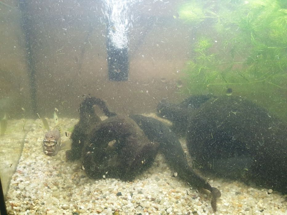 Меланохроміс ауратас і соми