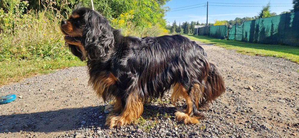 Cavalier King Charles Spaniel FCI, czarno podpalana suczka