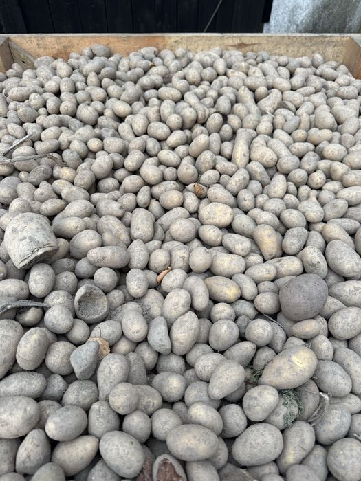 Ziemniaki paszowe, odpadowe dla zwierząt