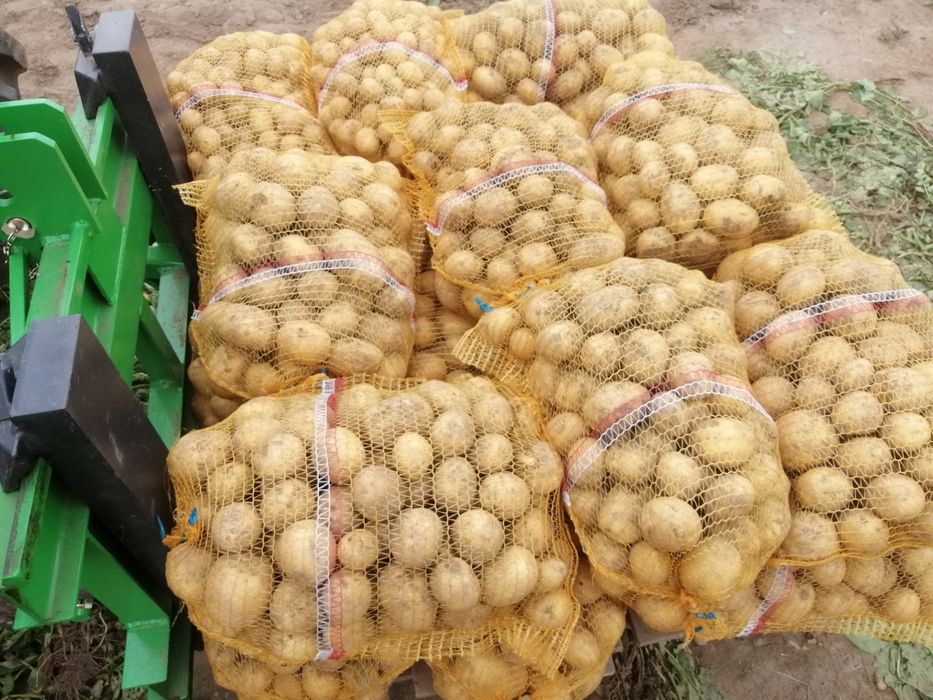 Ziemniaki odmiana Gala 15kg