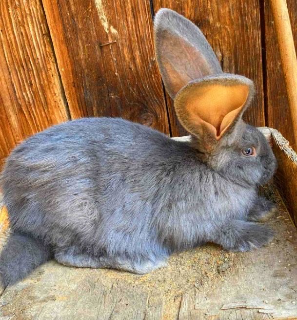 Продам Бельгійський велікан голубого окрасу