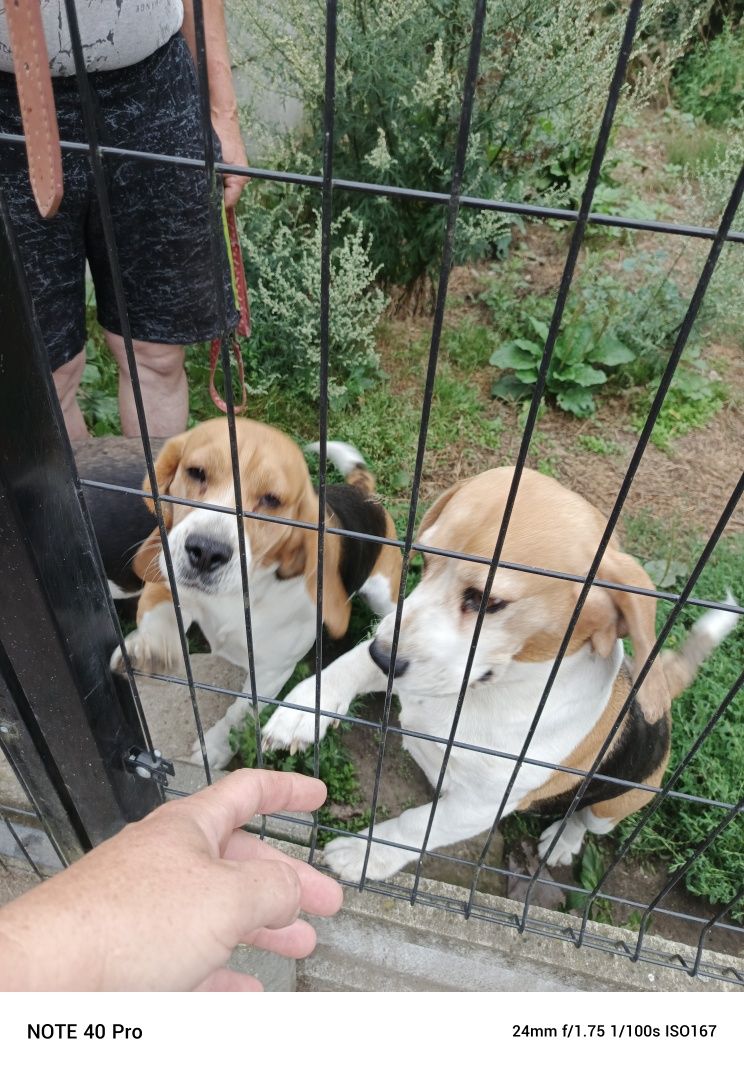 Beagle Beagle suka