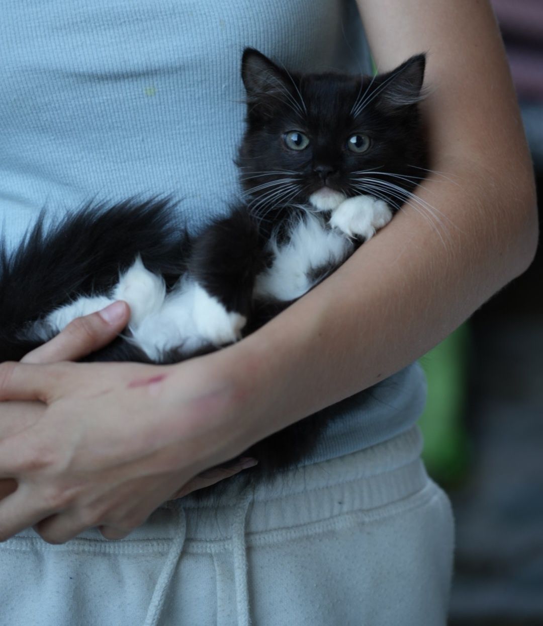 Kotka black solid mitted ragdoll/cherubim