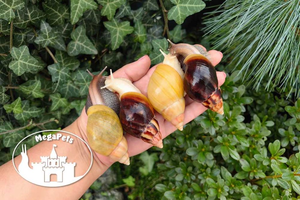 Lissachatina fulica różne odmiany Ślimaki afrykańskie Achatina Sepia