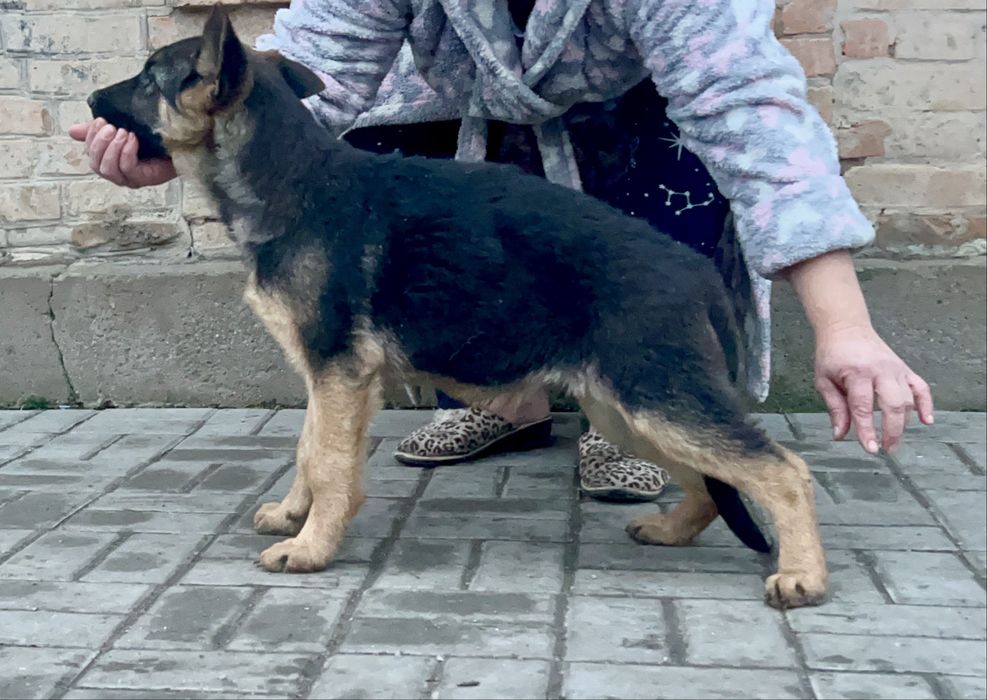 Німецька вівчарка дівчинка 4 міс