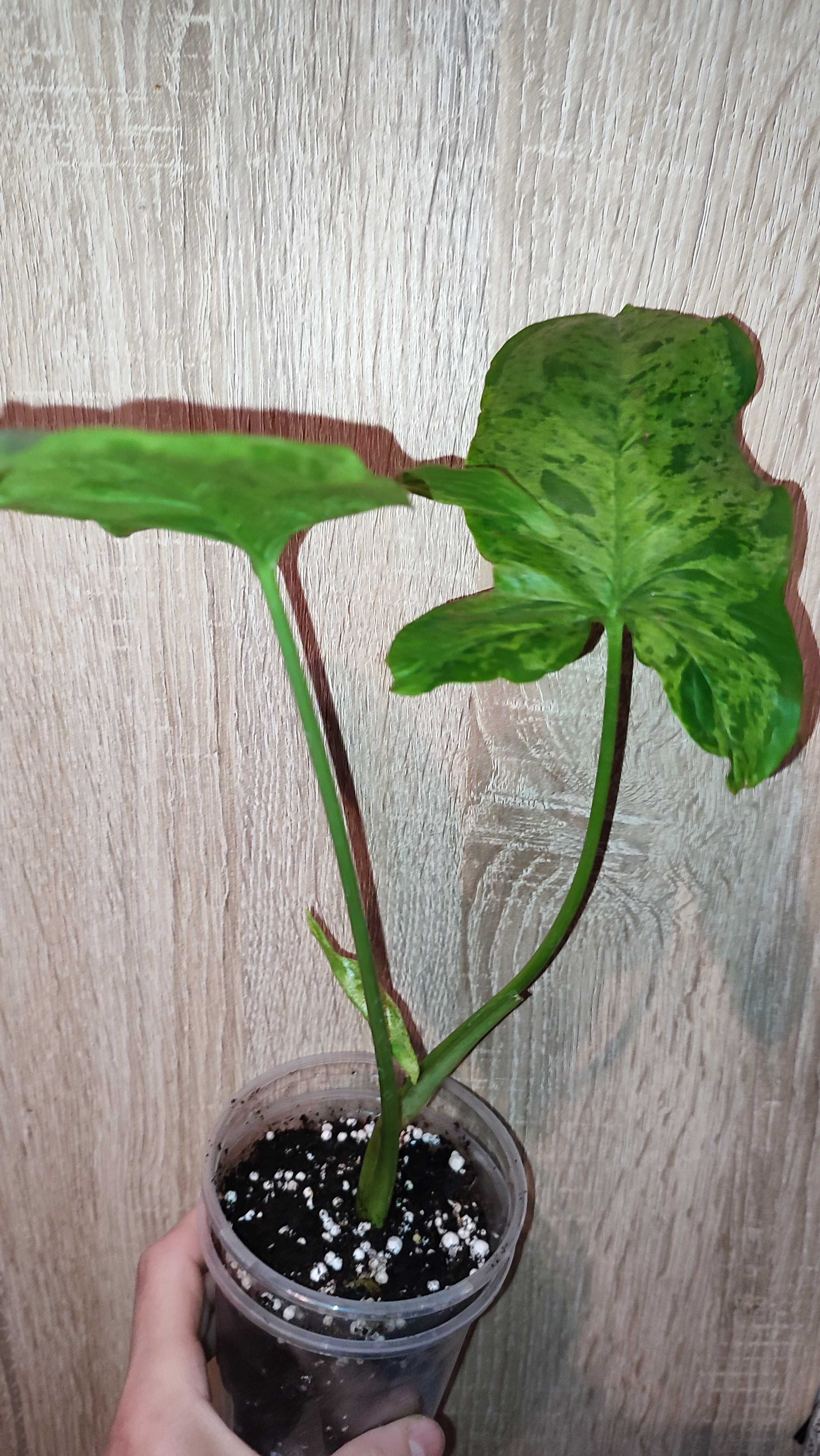 Syngonium Mottled Mojito