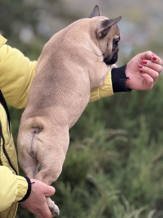 Неймовірна дівчинка КСУ