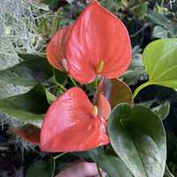 Антуріум Anthurium alegria