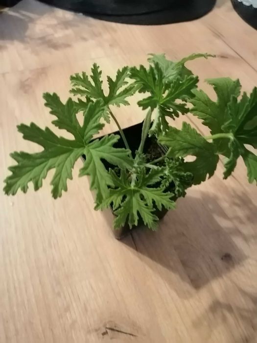 Geranium anginka cytrynka