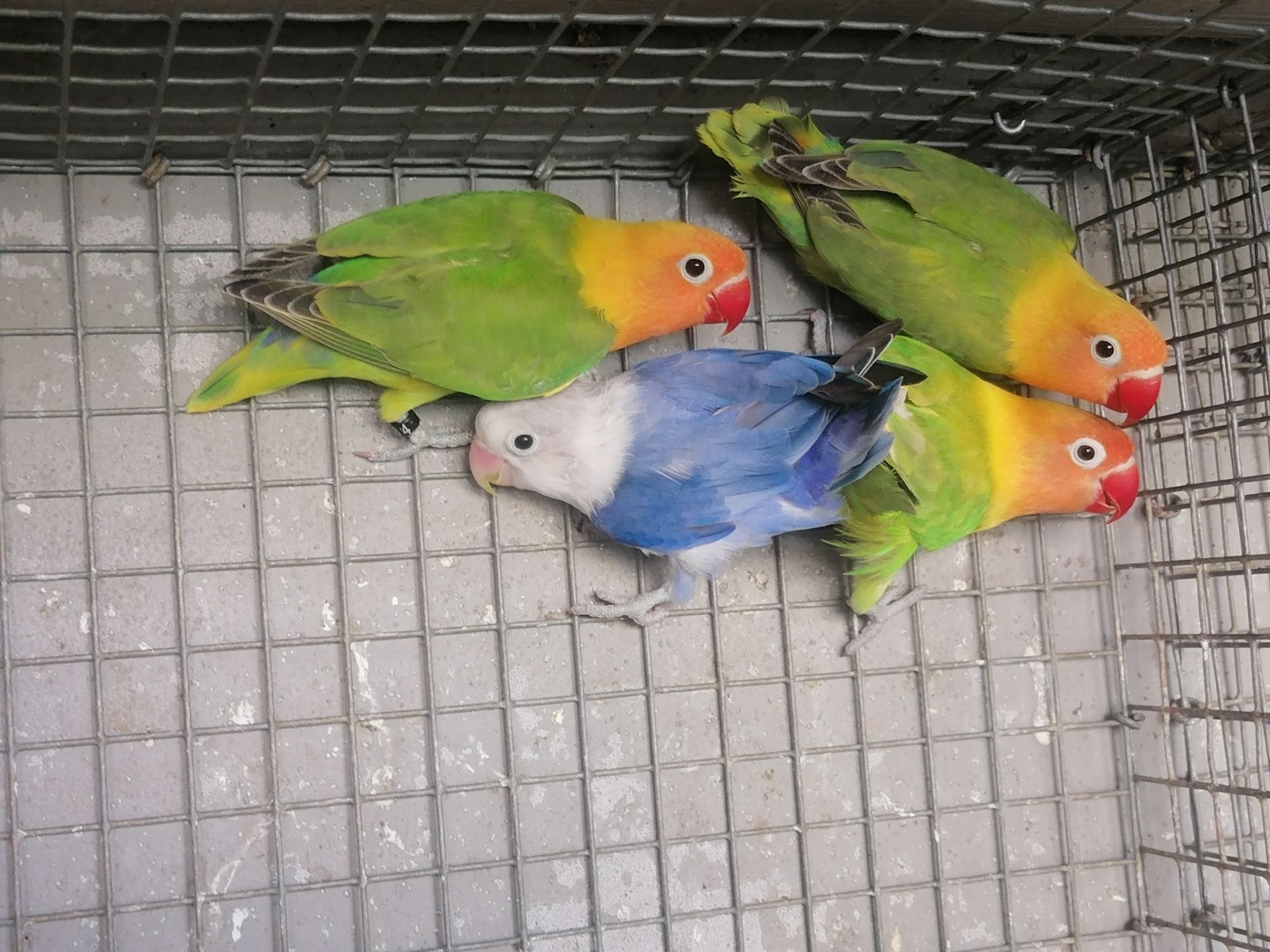 Kakarikis roseicollis personatas fischeres