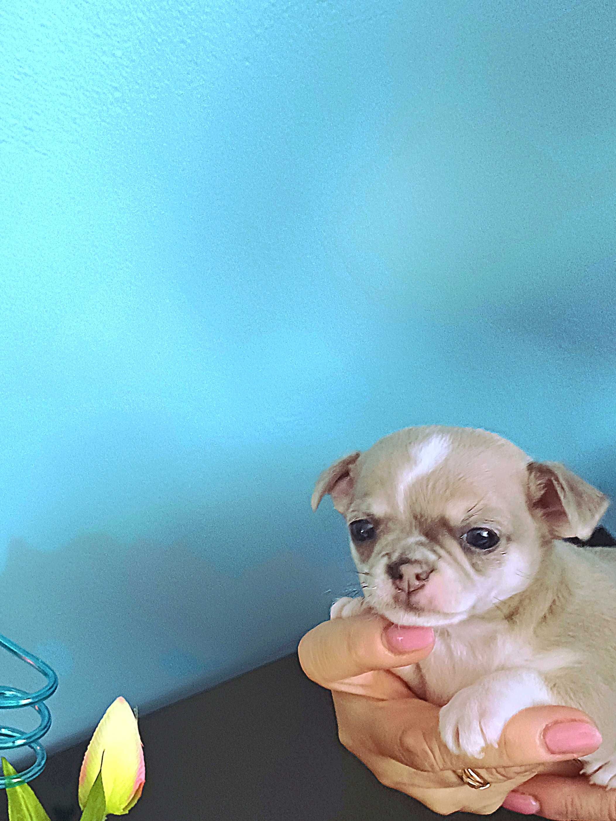 Chihuahua  z Rodowodem Niebieski Krótkowłosy