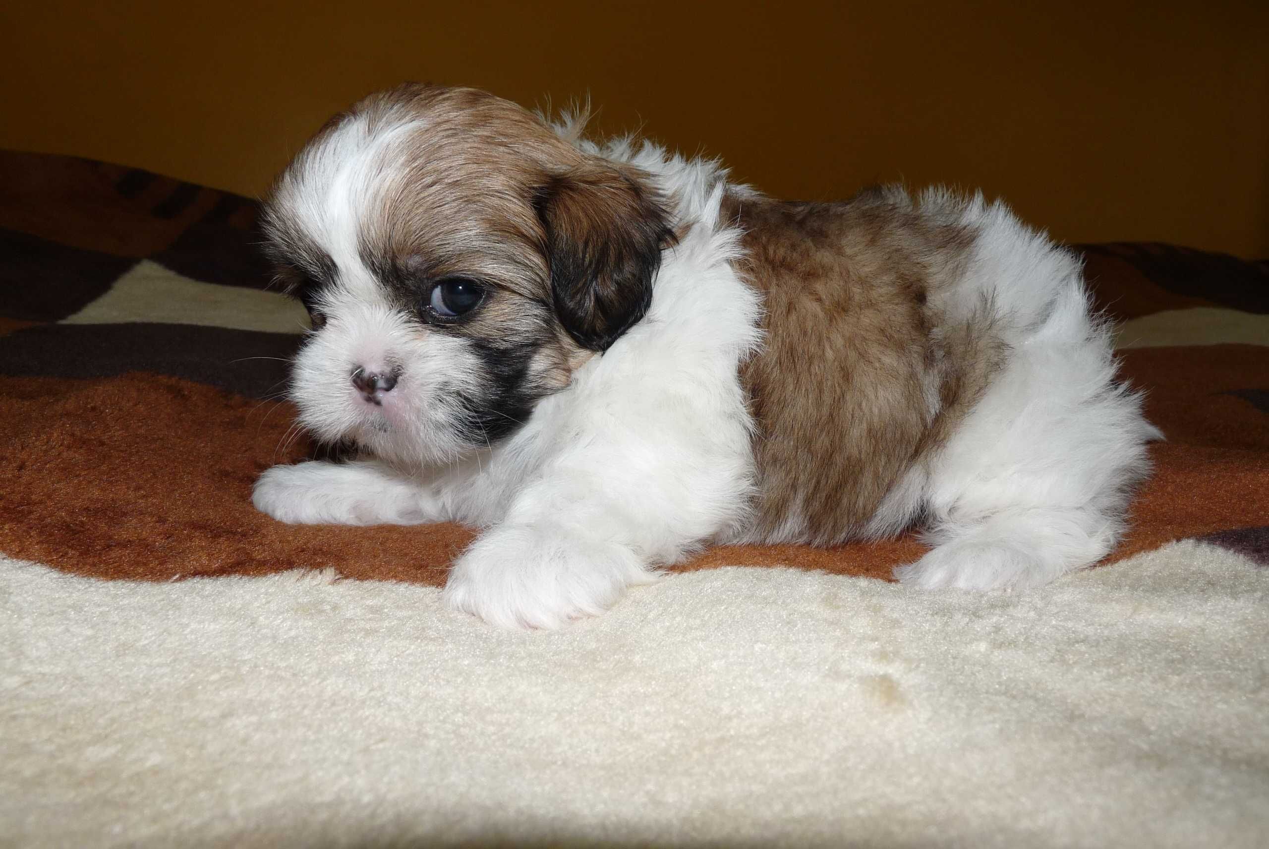 Shih Tzu, suczka Wega do odbioru od 15 sierpnia.
