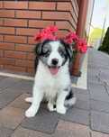 Border Collie - Suczka Blue Merle