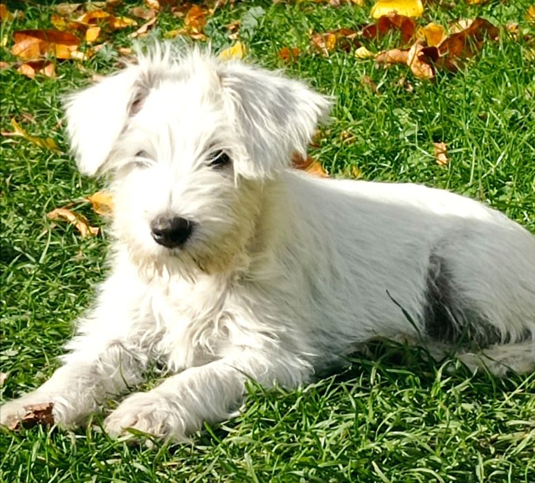 sznaucer miniaturowy miniatura sznupek biały samiec sunia suczka pies