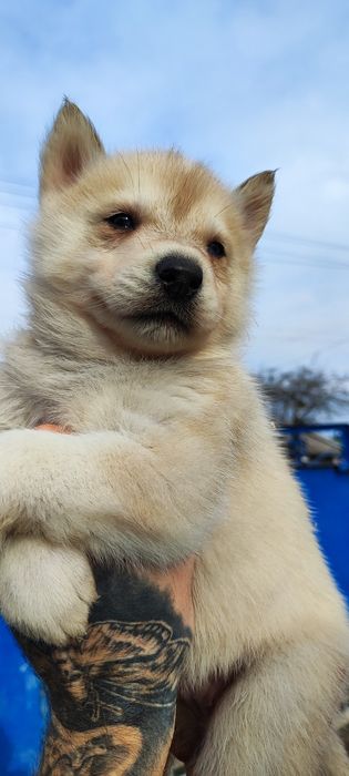 Сибірський хаскі! Цуценята