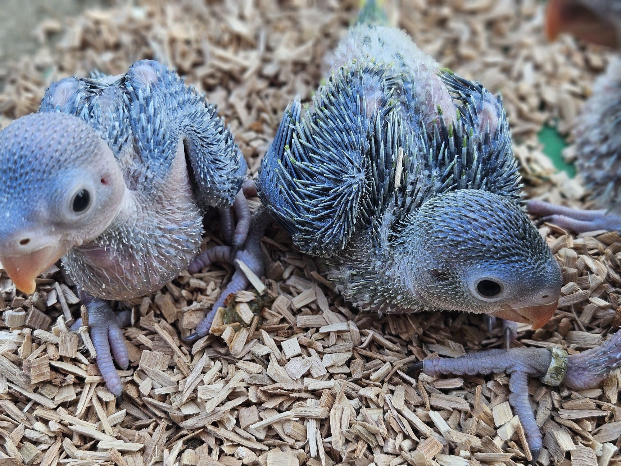 RingNecks bebés para terminar de criar