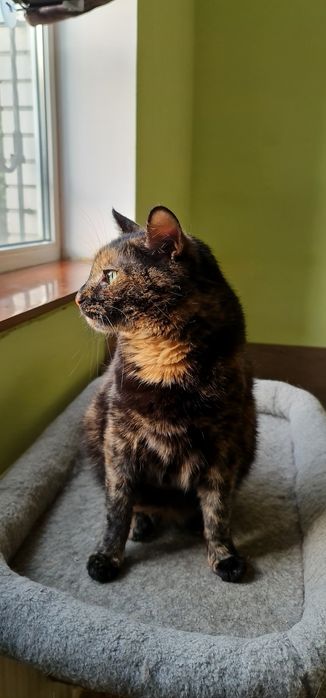 Черепахова киця Черіза