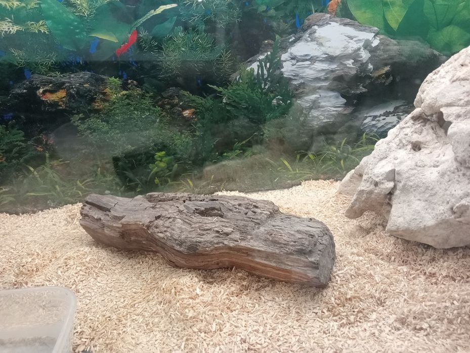 waż zbożowy+ akwarium