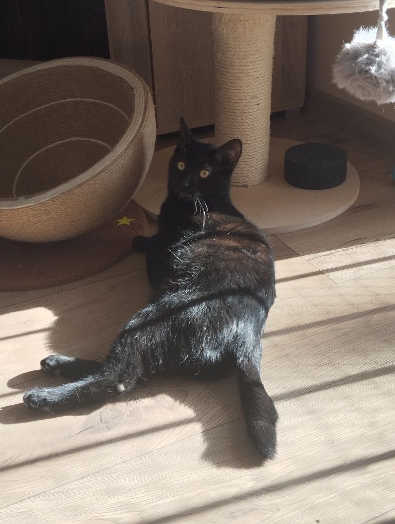 Nirvana i Placek koty do adopcji