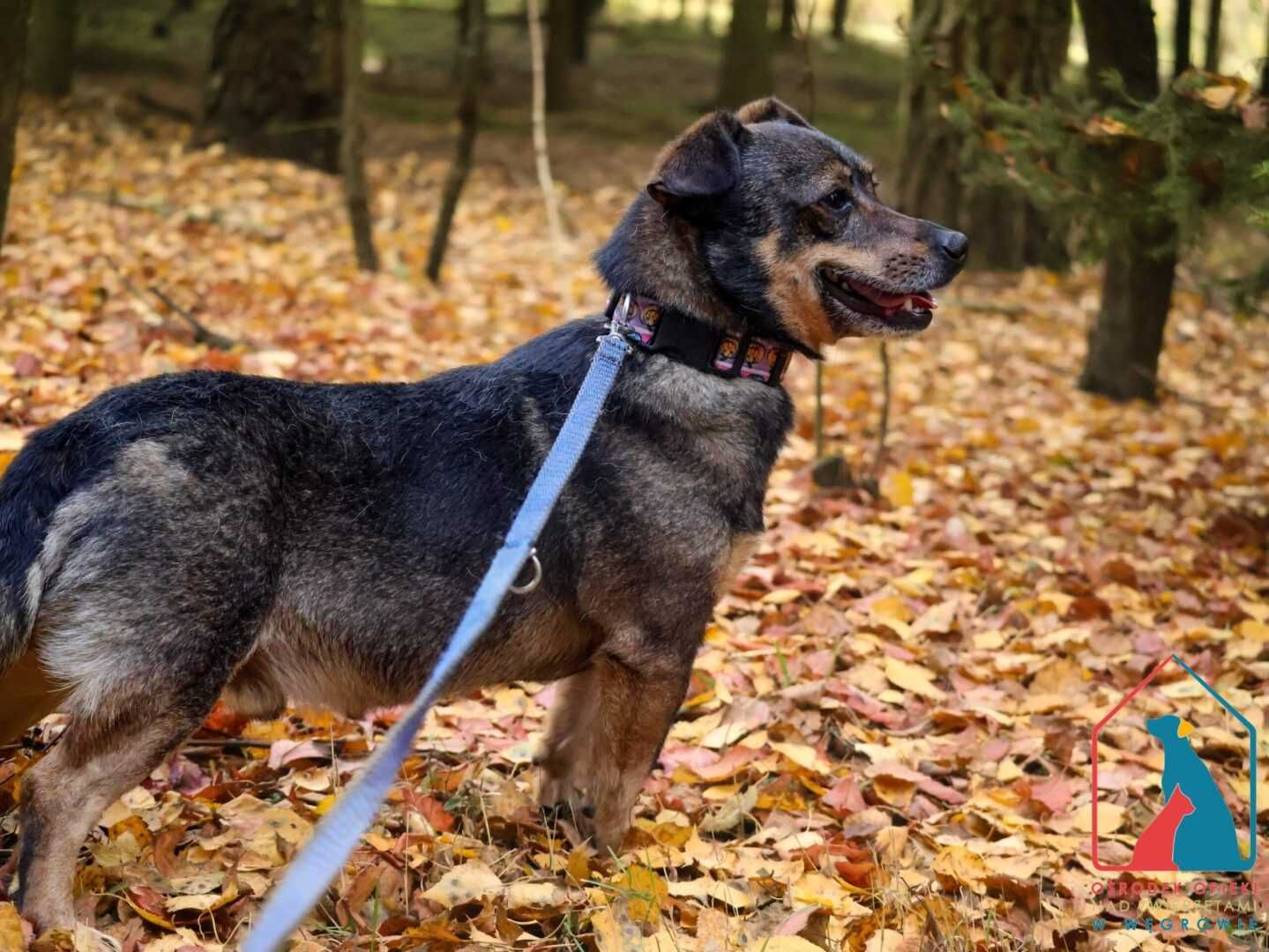 MAŁY piesek - waży 8 kg, 3 lata, łagodny i pogodny - adoptuj pupila