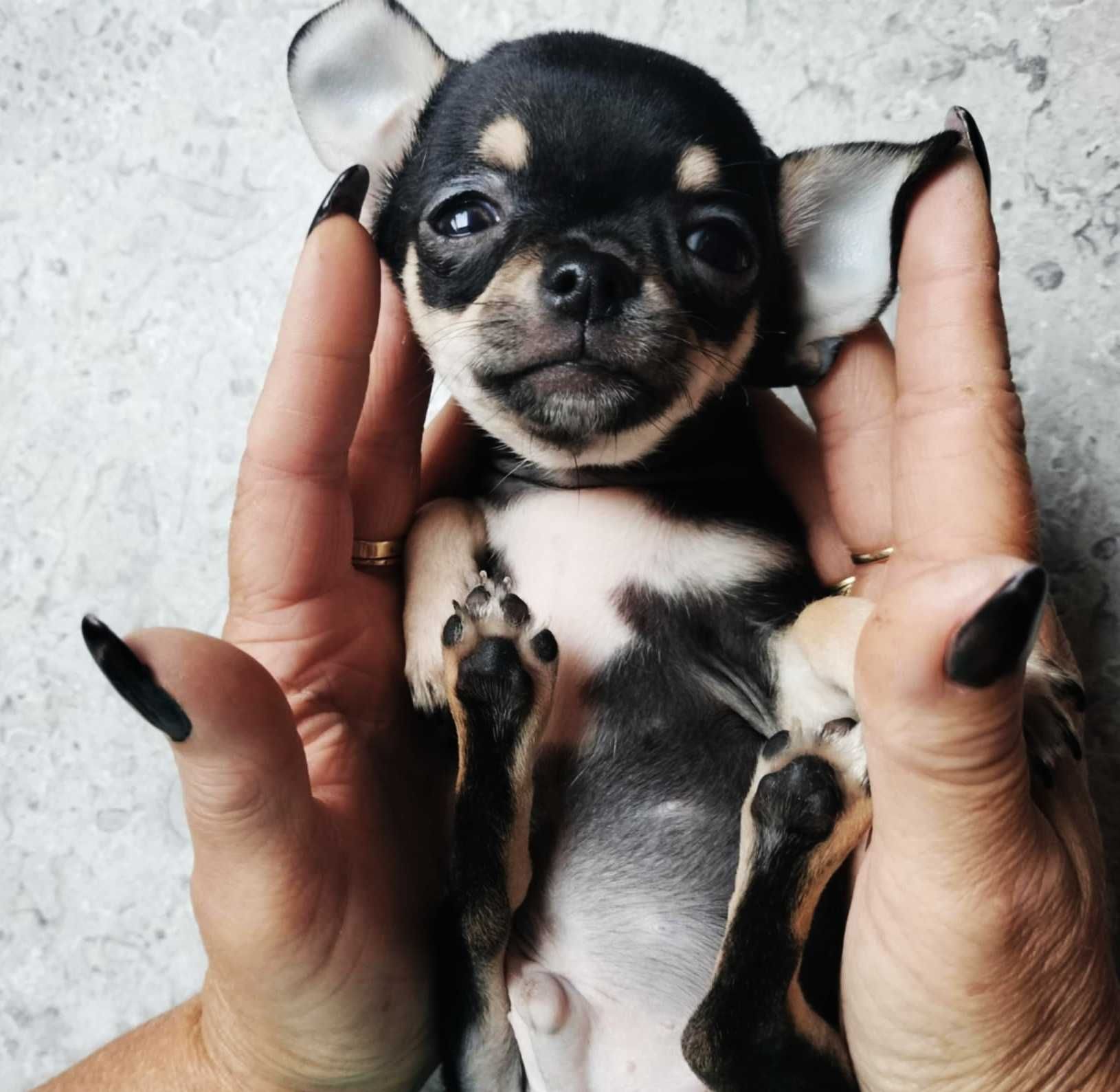 Mini XXS chłopczyk chihuahua  o wielkim sercu !!.