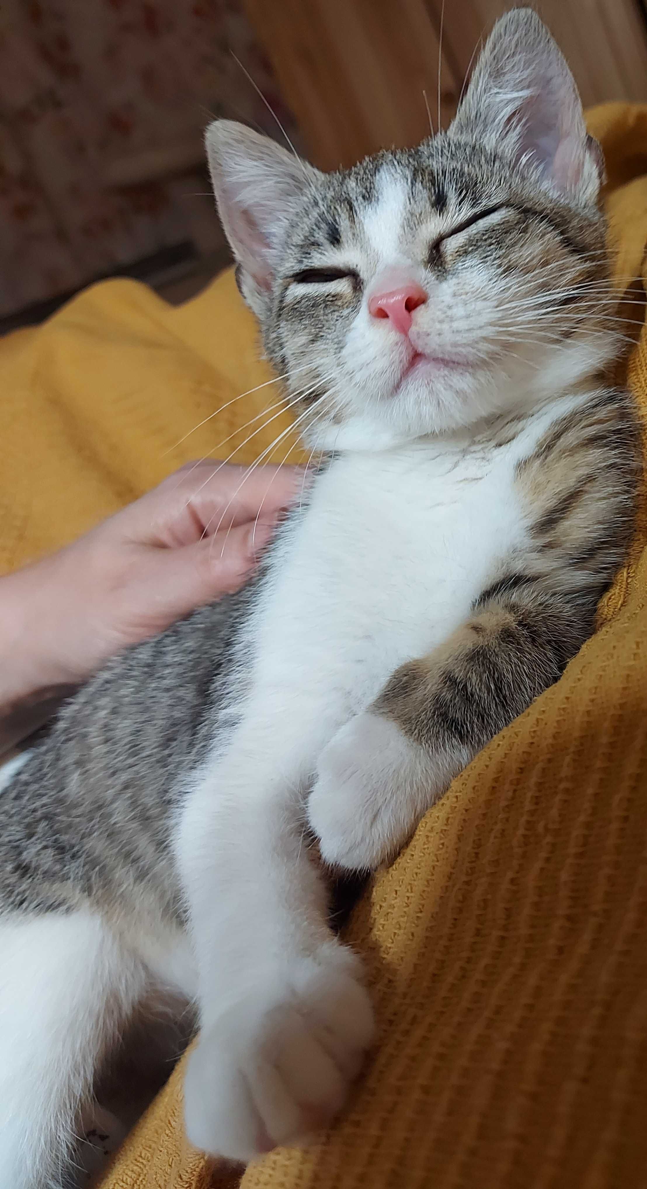 Malutka drobna kotka do adopcji.