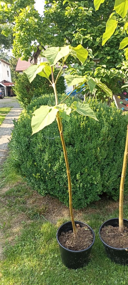 Paulownia drzewo tlenowe