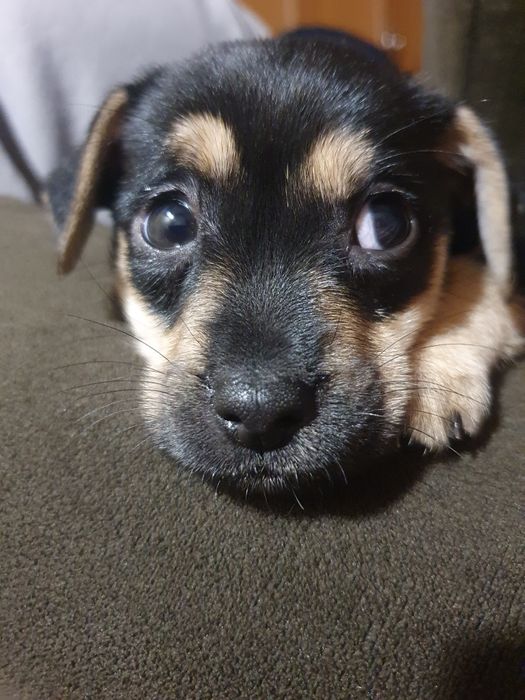 Врятоване цуценя у пошуках дому