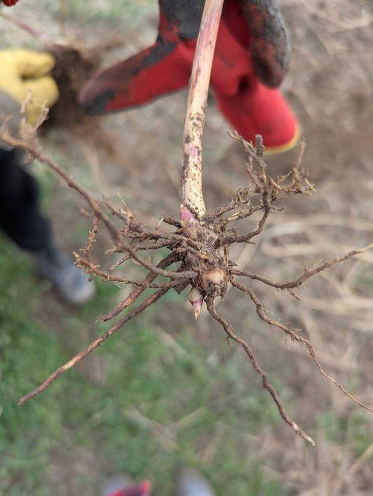 Największe Sadzonki Miskanta Olbrzymi Rhizomy Rizomy