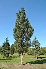 pinus sylvestris Fastigiata sosna pospolita Fastigiata