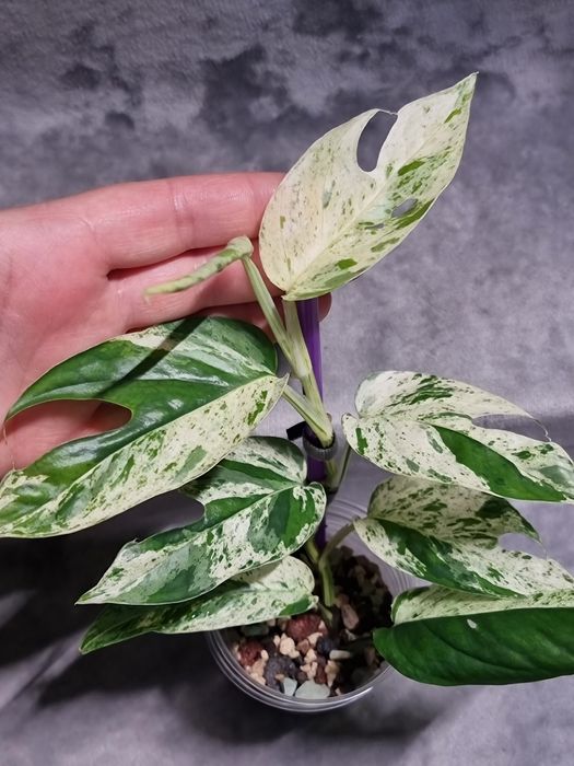 Epipremnum Pinnatum Marble Variegata