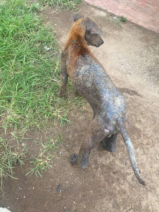 Błagamy! Otwórz serce Hadesowi I innym psiakom