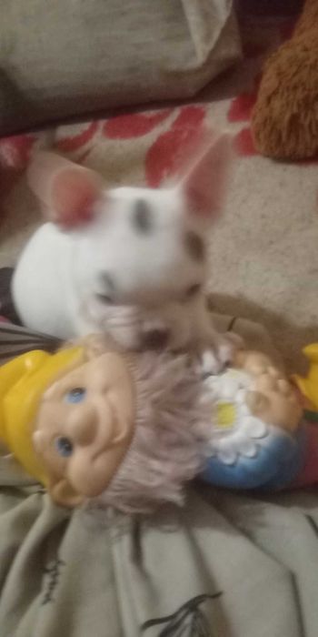 Щенки ФранцузскогО БульдогА