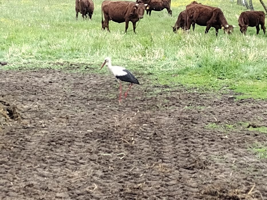 Bydło rasy RP Polska Czerwona