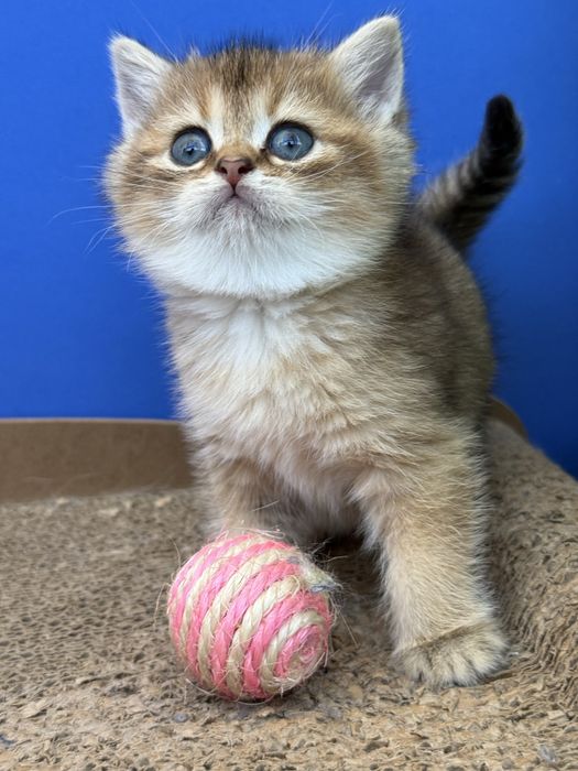 Macho scottish stright