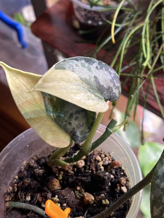 Сциндапсус Маярі