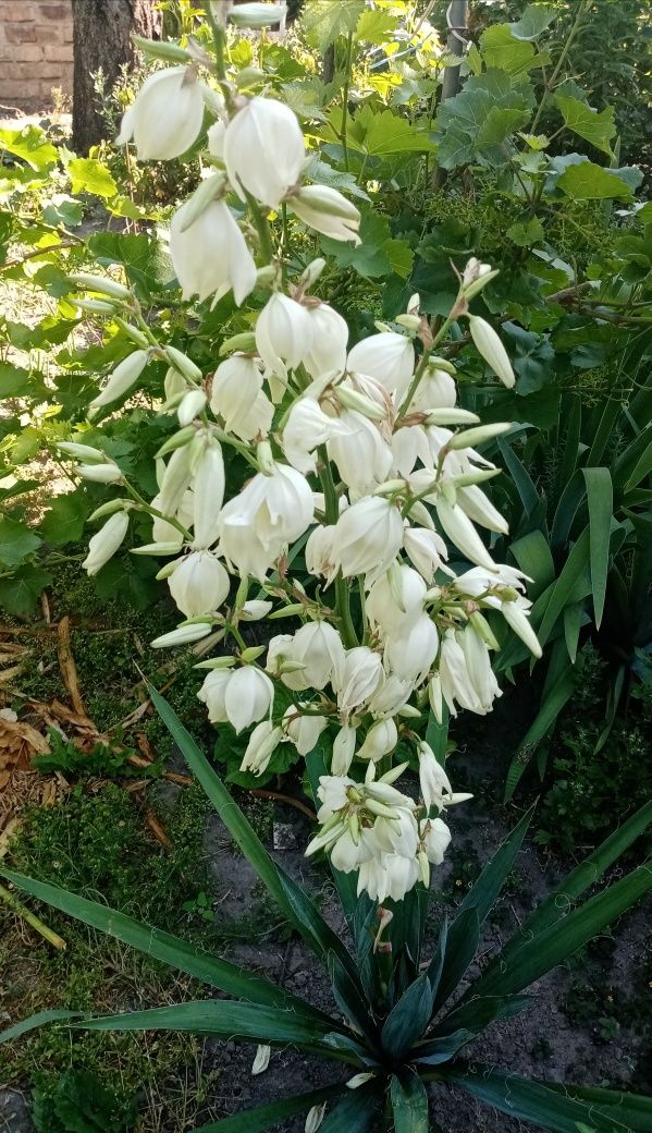 Юкка нитчата, садова рослина цвіте білими квітами на четвертий рік
