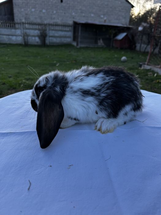 Króliki młode barany francuzkie