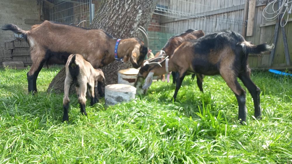 Kozy anglonubijskie stadko