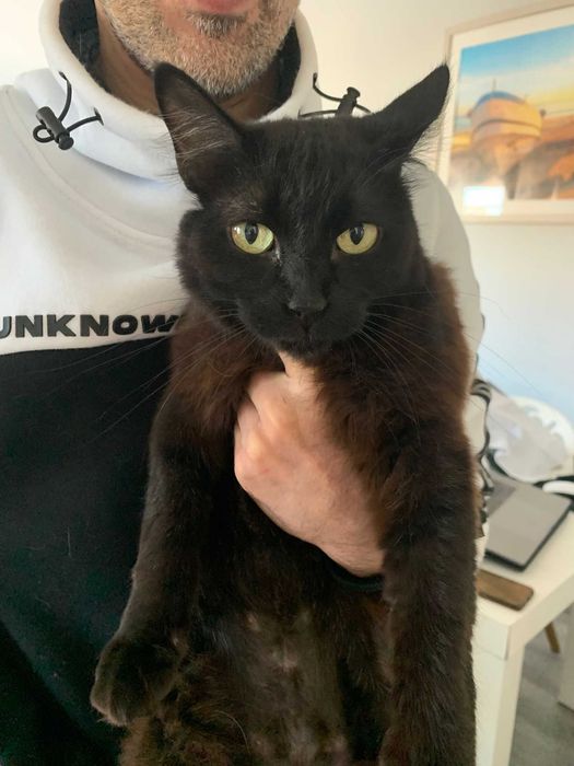 Gata para adoção responsável