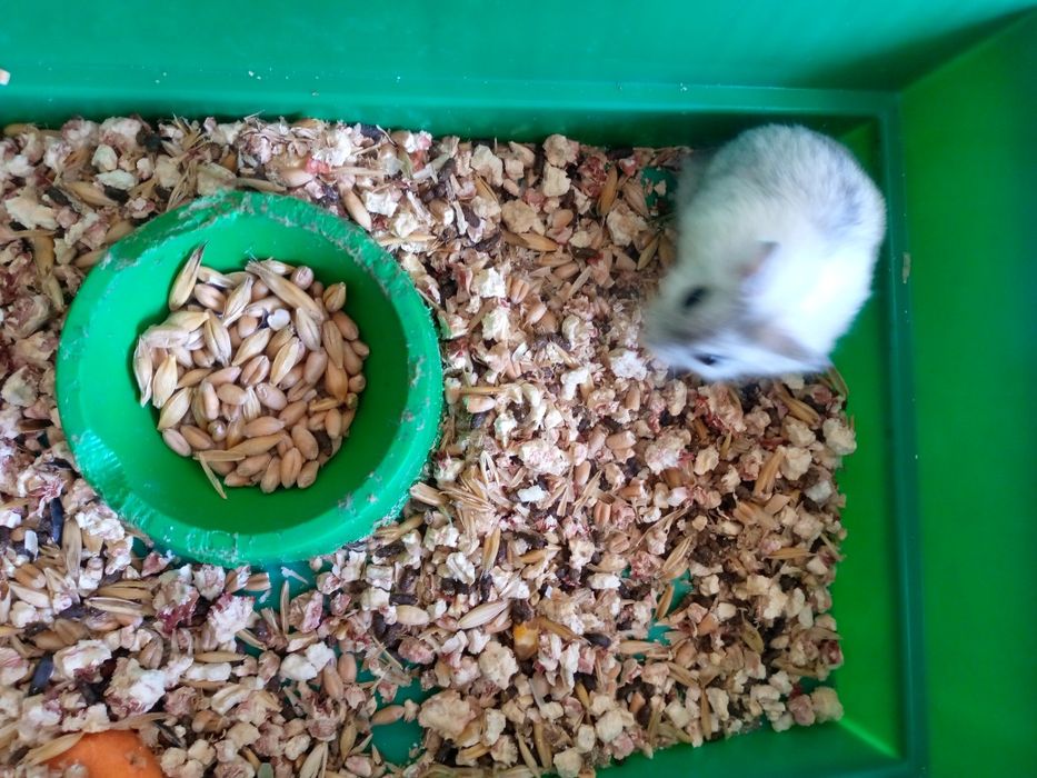 Хомячки Кременчуг