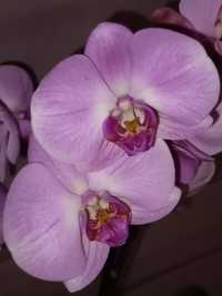 Storczyk orchidea nasiona
