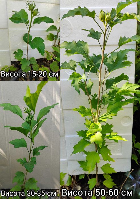 Гібіскуси вуличні деревовидні махрові, варієгатні 25 сортів