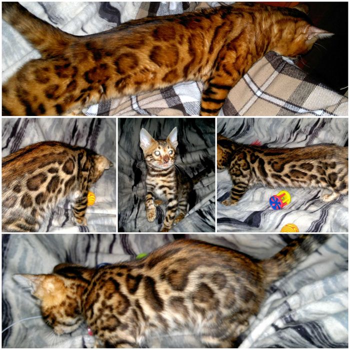 Чистокровний бенгальський хлопчик. Документи WCF