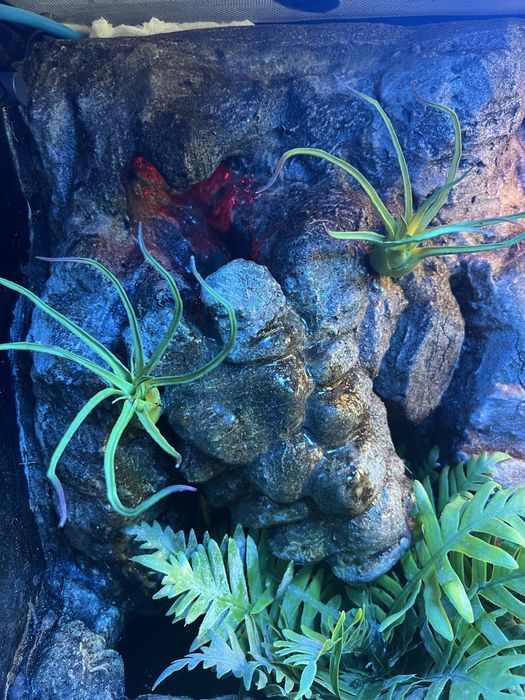 Terrarium Exo-Terra 60x45x45 + wyposażenie